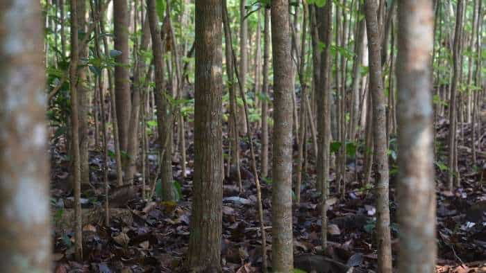 mahogany tree cultivation farmers can become crorepati through mahogany tree farming know how to cultivate Mahogany tree