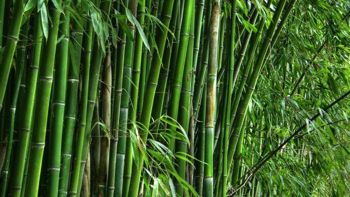 start bamboo farming and earns in lakhs government providing subsidy on bamboo farming