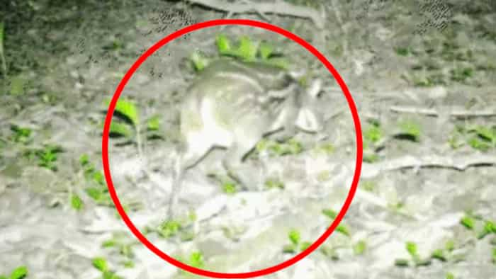 Rare Mouse Deer smallest species of deer seen in Kanger Valley National Park caught on camera watch the video