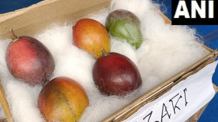 miyazaki mango Worlds most expensive mango priced around Rs 2.75 lakh per kg in International market reached Siliguri Mango Festival know specialty