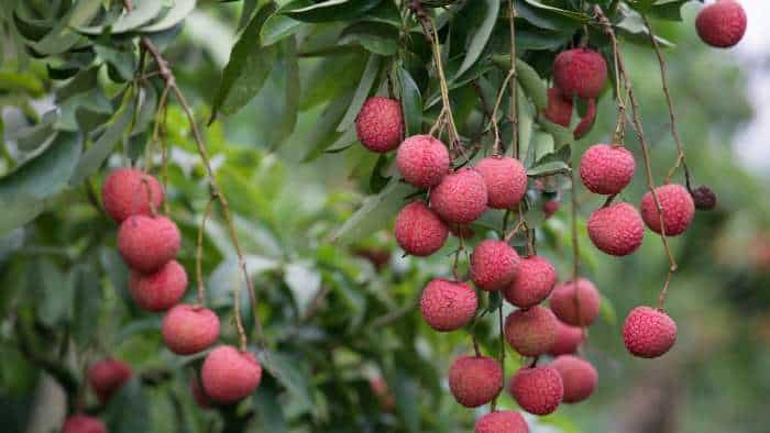 lichi khane ke fayde how litchi is beneficial for our body and this is also harmful