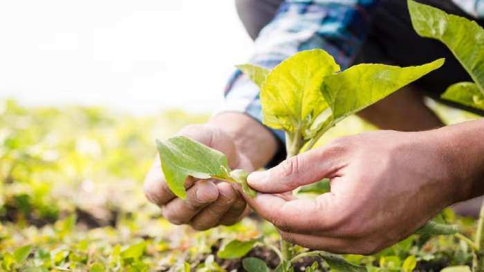 Rajasthan government to turn 1-20 lakh hectares of agri land into organic farming area know details