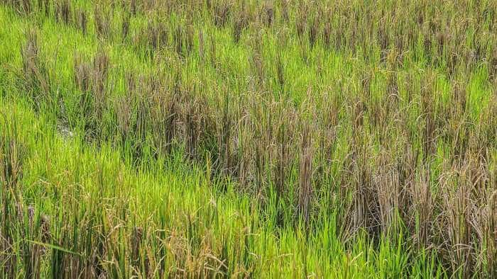 Crystal Crop introduces new herbicide sikosa to tackle weeds in paddy