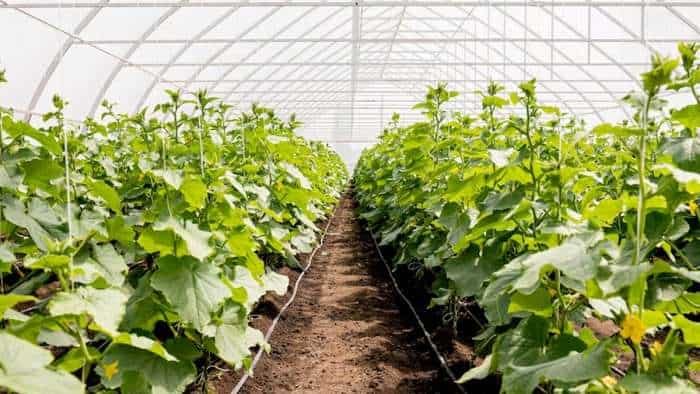 what is polyhouse technology and how it works, farmers yield can increase up to 2-3 times