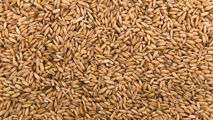 Big news on wheat prices government to issue wheat through OMSS imposed stock limit on wheat