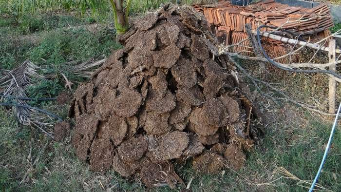 Jharkhand government to buy cow dung at Rs 2 per kg from farmers know full details