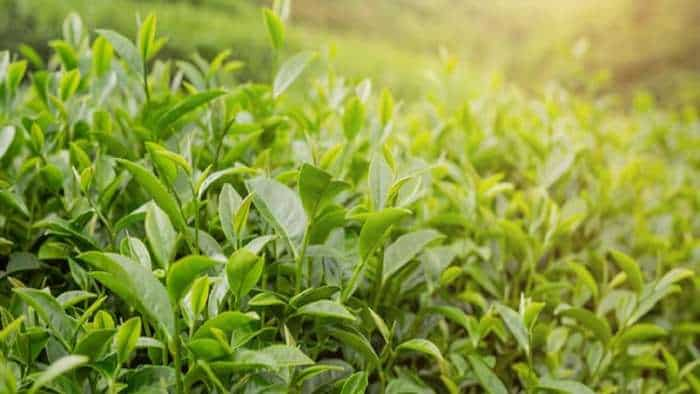 Bihar kishanganj to be identified as Tea City tea cultivation is being done in 50 thousand acres