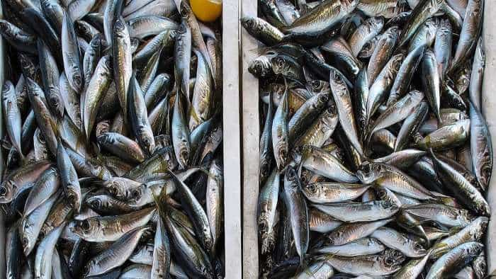 bihar government giving fish marketing kit on subsidy to fish sellers to earn huge money