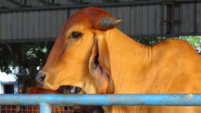 uttar pradesh Nand Baba Milk Mission yogi government to provide rs 40000 subsidy on purchase of country cow from other state