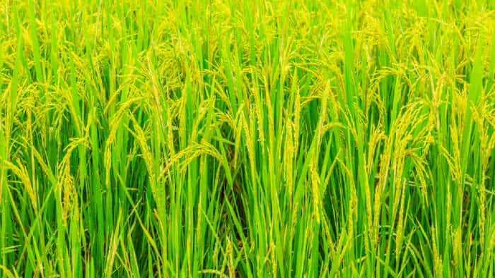 bihar Small godowns will be built at the panchayat level to store grains