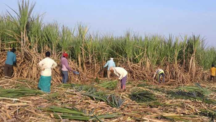 Modi cabinet meeting FRP of sugarcane likely revised PM PRANAM program for Amelioration of Soil