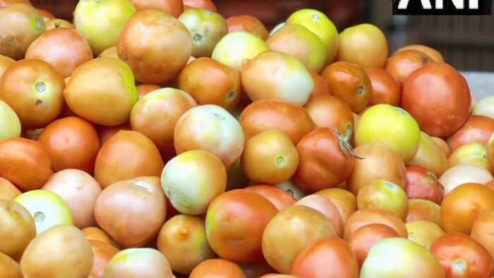 Tomato Price Hike the rise in the price of tomatoes may continue till August know this reason why tomato prices have skyrocketed