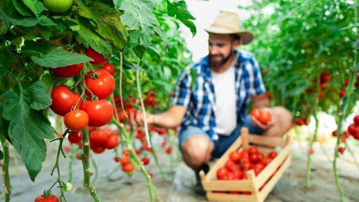 what is organic farming and how to do it, why organic vegetables and fruits are so costly