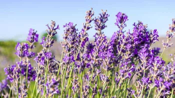 Lavender emerges as preferred crop for farmers in Pulwama