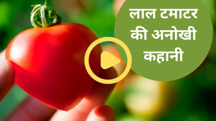 Current rate of tomato in India: How 'poisonous apple' became 'love apple', story of tomato is hardly heard Watch this Video