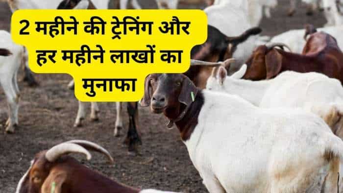 success story start goat farming after 2 months training earn over rs 15 lakh per year bakri palan