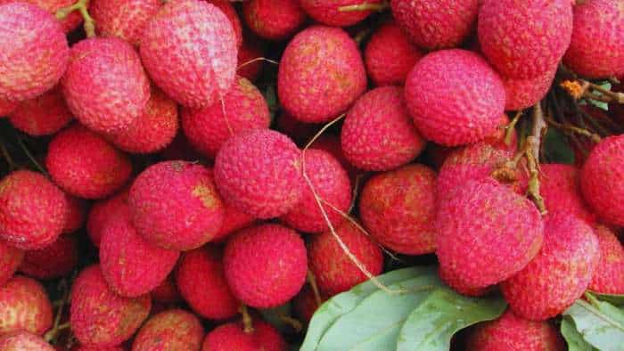Litchi Ki Kheti start litchi farming in july and august months get more profit check details