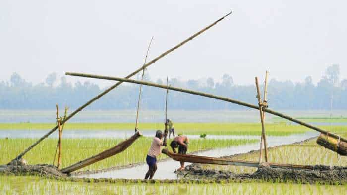 rice pulses price hike prices increased due to less rain and less sowing of rice and pulses