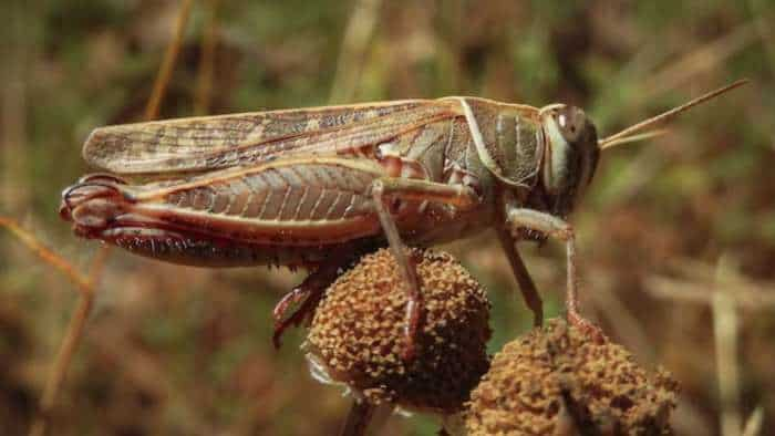 subsidy news Grasshopper attack on bajra jwar crop rajasthan government providing 50 percent on chemical purchase