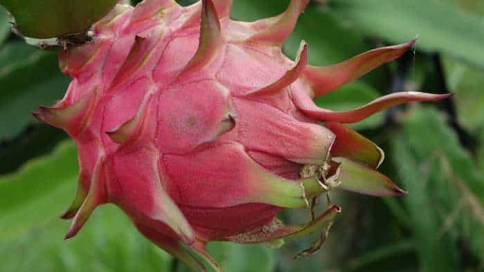 good news of farmers bihar government provides 40 percent rs 50000 subsidy on Dragon Fruit farming check details