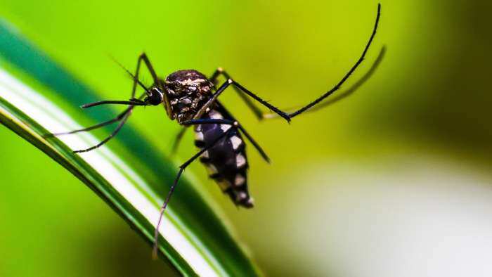 Now dengue will be treated only by aedes mosquitos Australian scientists discovered new species know details