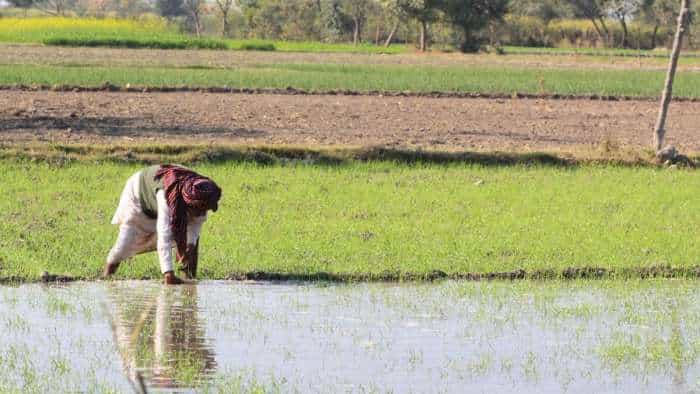 Paddy sowing up 3 pc to 180 lakh hectares till Jul 21 in Kharif season; pulses area down 10 pc to 86 lakh hectares