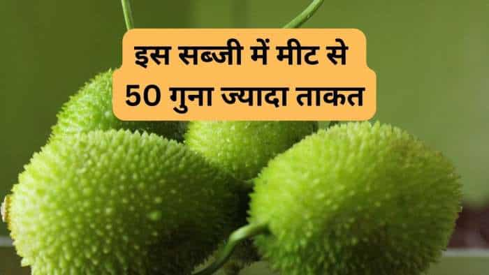 Spiny Gourd Farming kantola ki kheti makes more profit to farmers know full details