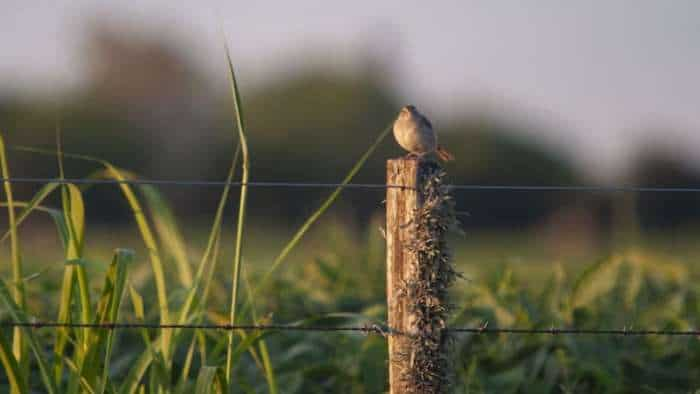 Uttar Pradesh Yogi Government to launch Khet Suraksha Yojana to protect crops from stray animals