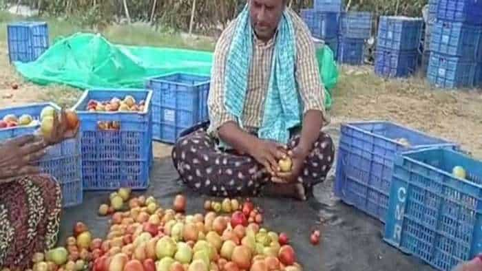 Andhra Pradesh based Farmers Earn Three crore rupees by selling tomatoes