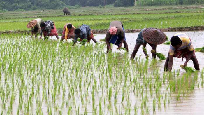 paddy farming increased because of good monsoon, oilseeds farming also increased, know all about it