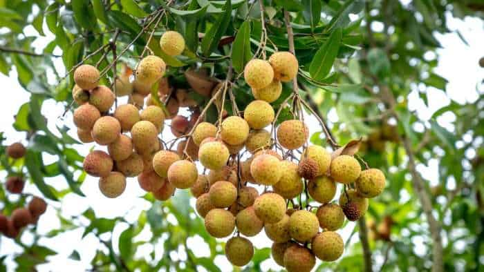 longan farming started in bihar muzaffarpur farmer to earn huge money