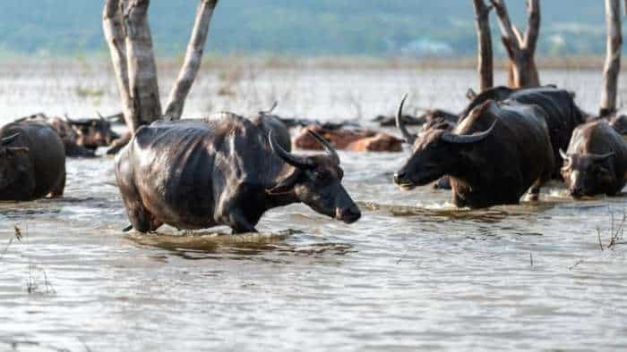 bihar government provide compensation for death of domestic animals due to natural calamities know full details