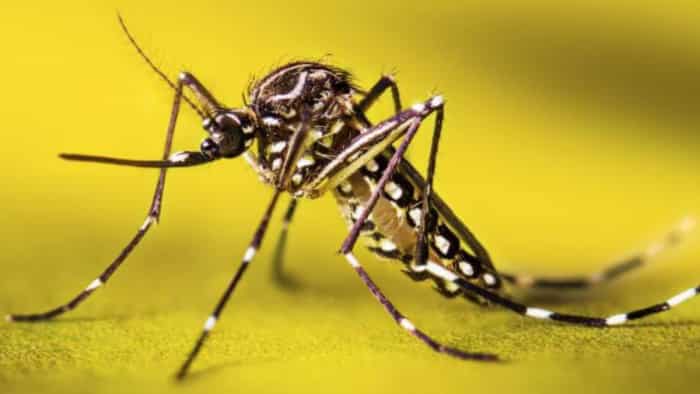Dengue malaria outbreak spread deadly in Uttarpradesh check dengue treament and prevention Home remedie