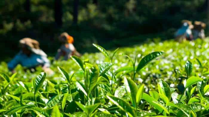 good news Himachal pradesh govt to provide 50 percent subsidy on tea-plucking machines and equipment