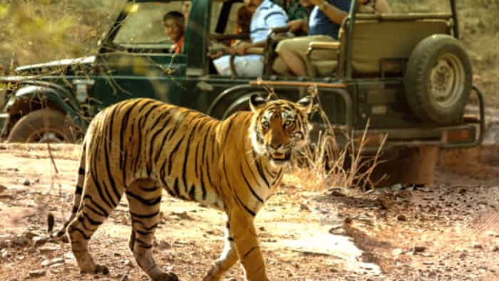 Ranthambore National park Jungle Safari best place to explore wild life and weekend trip know timings charges booking details