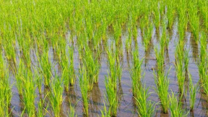 Paddy sowing up 5 percent so far coverage still lags in Odisha Aandra Pradesh and Assam
