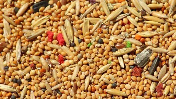 MSPs of coarse grains rise by 100-150 percent between 2014-15 and 2023-24