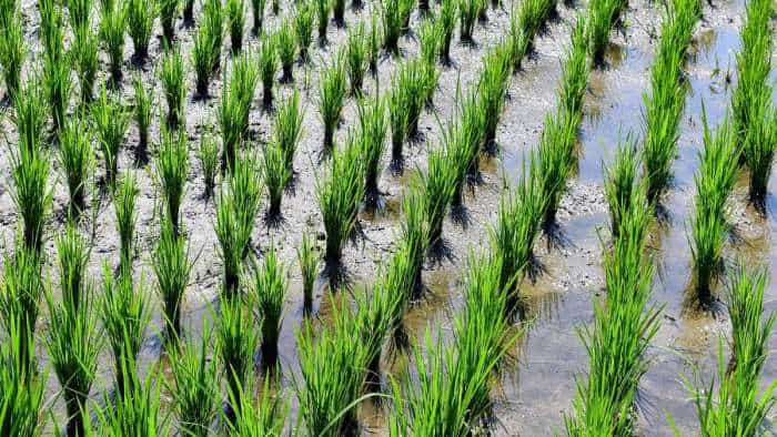 monsoon rains in bihar paddy crop sowing take full speed check all details