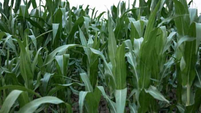 subsidy news bihar government providing subsidy on hybrid maize cultivation to farmers