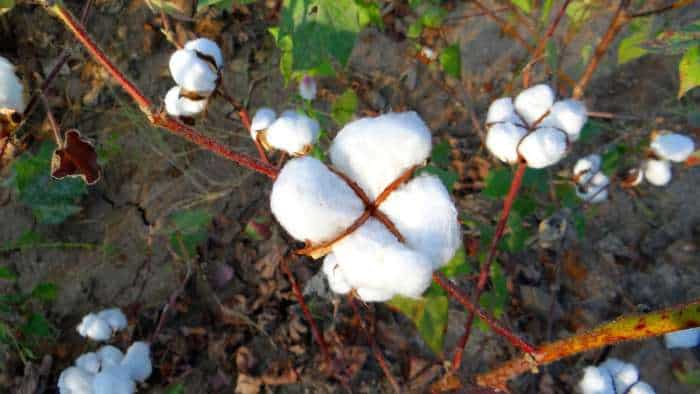 haryana government Tips for cotton cultivation in August