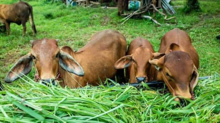 Uttar Pradesh Yogi Government Cabinet Gives Nod To Giving Dairy Plants On Lease