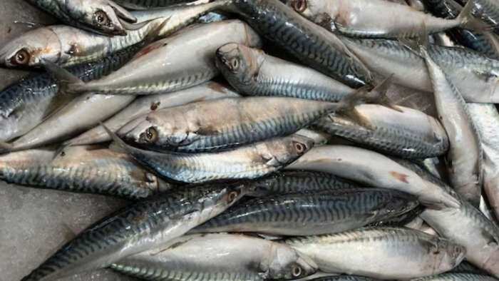 bihar government giving 70 percent subsidy on fish farming to farmers check details