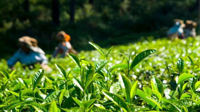 bihar agriculture tea cultivation farmers to get a vehicle on subsidy for freight