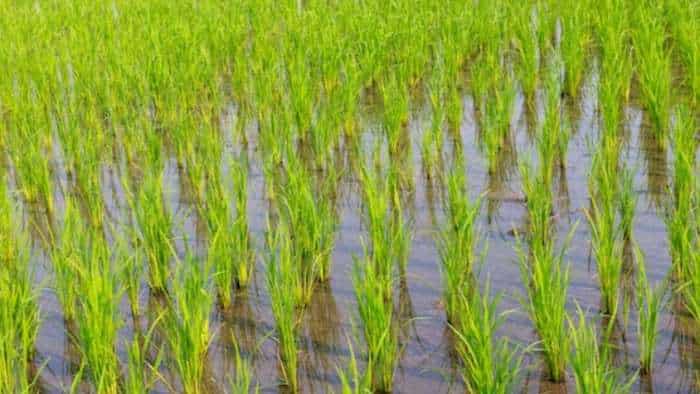 FMC India introduces new bio-fungicides to control bacterial leaf blight disease in rice