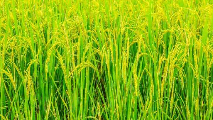 paddy crop farmers to be alert for disease in crops Know the preventive measures