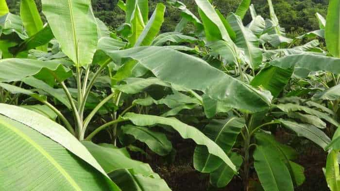 banana Farming with Tissue Culture technique get 50 percent subsidy check details