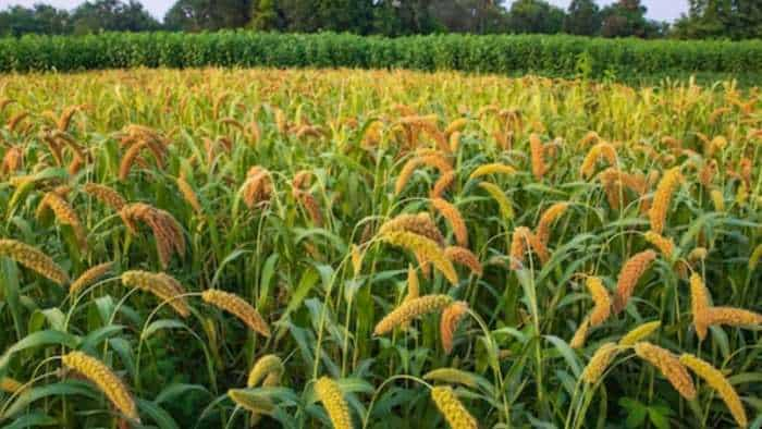 Centre For Second PLI Scheme For Processing Millet-Based Foods