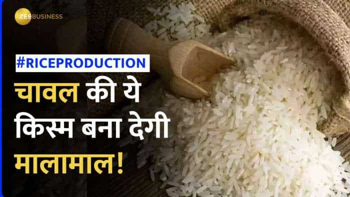 आपको करोड़पति बना देगी चावल की ये किस्म, जाने किस राज्य में होता है Production?