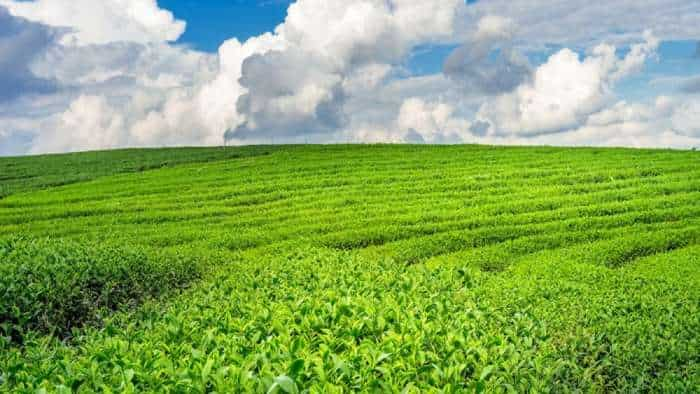 Tea producers urged to improve quality to enhance exports