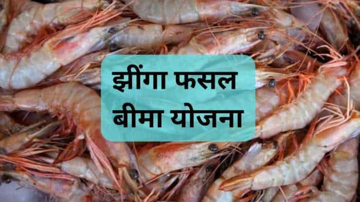 Shrimp farming modi government start Shrimp Crop Insurance scheme for farmers check details